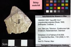 Foto (Objket + Etiketten) von Cracensigillatus acutirostris (Moericke, 1889) 